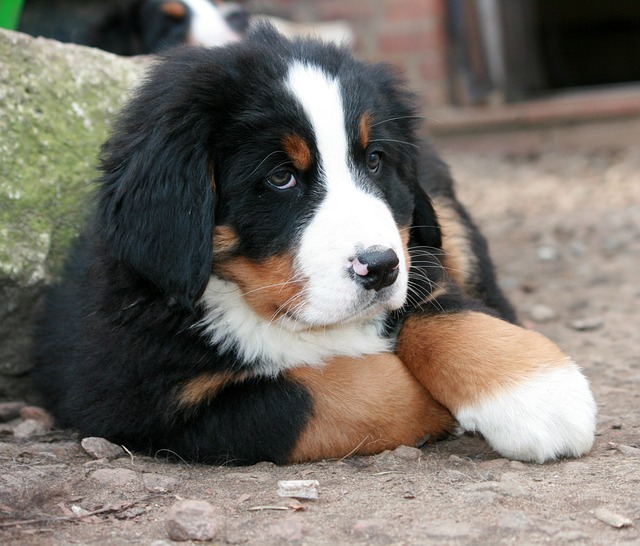 mountain_puppy